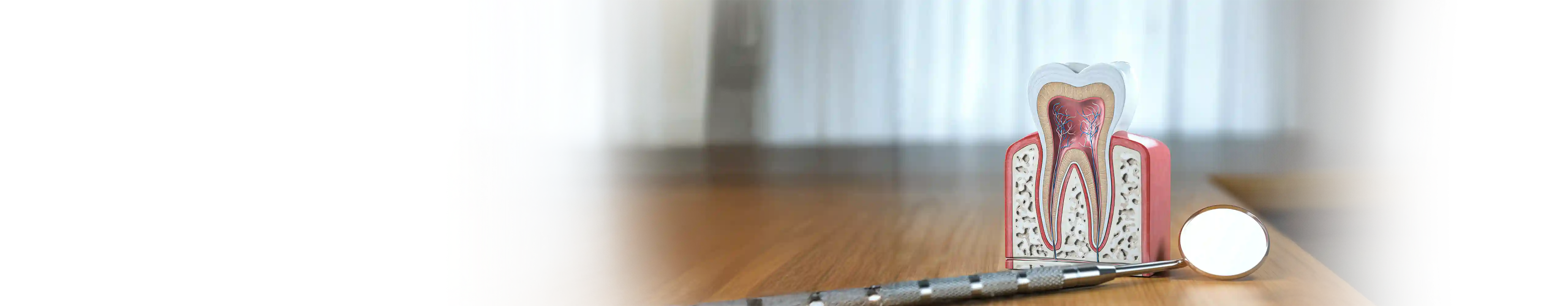 Modelo anatômico de um dente exibindo a estrutura interna com canais radiculares, ao lado de um espelho dental, ilustrando a importância do tratamento endodôntico para remover infecções e preservar a saúde do dente.